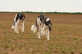 BARZOI 157